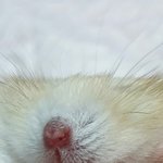<b>햄스터</b> 빚기 성공했어