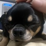 울 집 <b>강쥐</b> 내 뱃살 위에서 잠드는 사진
