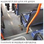 버스안에 <b>메기</b>가 있다.jpg