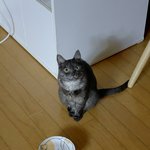 왜 <b>빈</b>그릇<b>이</b>냥?