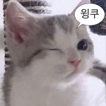 [댓글부탁해] 과자로 고양이이름 지으려고 하는데