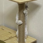 엔믹스 <b>배이</b> 고양이