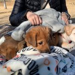 우리가 바로 시고르자브종 오둥이 18