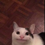 [댓글부탁해] <b>토모</b>토모가 흥하는 이유 생각해봄