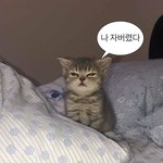 [드루와] 팔로워 수 어케 늘리냥 ㅠㅠ