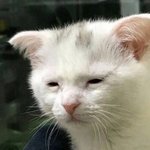 [댓글부탁해] 이정도면 돈 너무 많이 쓰는 거임?