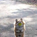 내가 이래서 <b>웰시</b>코기 또 사랑하지!