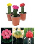 세계 시장 70% 점유하는 한국산 식물