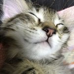 자연<b>품종</b><b>묘</b>