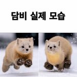 <b>담비</b>실제모습