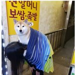 바닥 젖어있을 때 시바견이 <b>산책</b>하는 법.jpg