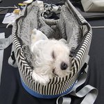 [더보이즈] 하리 너무 귀여운거 아니묘