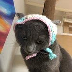 [고양이<b>일상</b>] 냐옹이와 코바늘