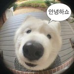 핐알 검사 <b>음성</b>인디