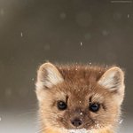 깜찍한 <b>담비</b>의 실체