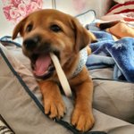 우리가 바로 시고르자브종 오둥이 19