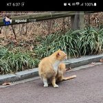 [방탄소년단] 애옹이 <b>인스</b>에 셀동 ㅠㅠ