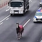 "말이 강변북로 질주하고 있다"…경찰 <b>출동</b>