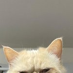 ㅇㄱㅇ