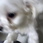 울<b>집개</b> 매너 레전드인점