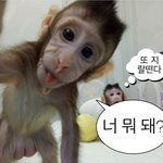 [드루와] 나 코로나 걸렸는데 추반좀