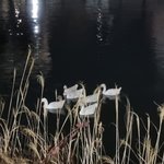 나 방금 <b>오리</b> 찍음
