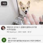 슬슬 데뷔각 재는 백현 반려견