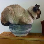 <b>꽃들</b>이 너무 부러웠던 냥이들?!