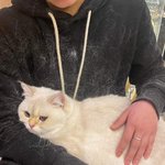 고양이를 너무 키우고 싶은데 <b>여건</b>이 안돼 속상하시면 참고하세요