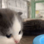 나 어릴때 얼굴 접사.<b>gif</b>