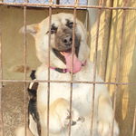 [강아지입양] 안락사 예정인 '<b>영이</b>'의 평생 가족 찾습니다. 도와주세요...