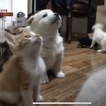 [더보이즈] ㅅㄷ 심심해서 <b>동물</b>농장 보는데