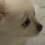 [더보이즈] 우리집 강아지 <b>선우</b> 닮지 않았냐?