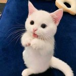 <b>야옹이들</b>의 사랑스러운 순간들