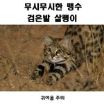 진심 무시무시한 <b>야수</b>.jpg
