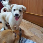 우리가 바로 시고르자브종 오둥이 20