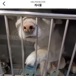 [방탈죄송] 이 아이를 한 번만 봐주세요