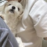 코가 <b>촉촉</b>한 강아지…