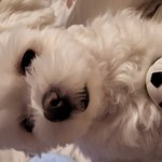 [질문] 반려가족 전용 리조트 팔레드차밍 진짜 챠밍하다