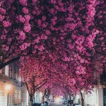 <b>독일</b>에 가면 볼 수 있는 특별한 풍경