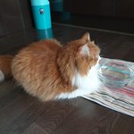 아기냥 <b>호빵</b>이-46