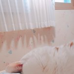 <b>코</b>박고자는냥이