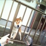 너무 귀여워 시바견 <b>볼살</b>