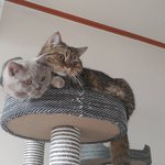 [고양이일상] 곰이와 여우 일상13