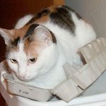 쉬어가기에 딱 좋은 계란 <b>상자</b>