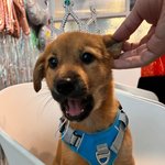 우리가 바로 시고르자브종 오둥이 21