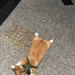 <b>산책</b>거부하는 강아지