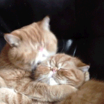 <b>울</b> <b>집</b> 햄스터 지금 쳇바퀴 안 굴림