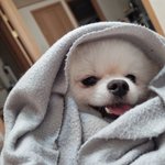 반려견이 스르륵 다가와서 내 등에 자기 등 대고 자는느낌