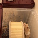 탈출을 꿈꾸는 햄스터